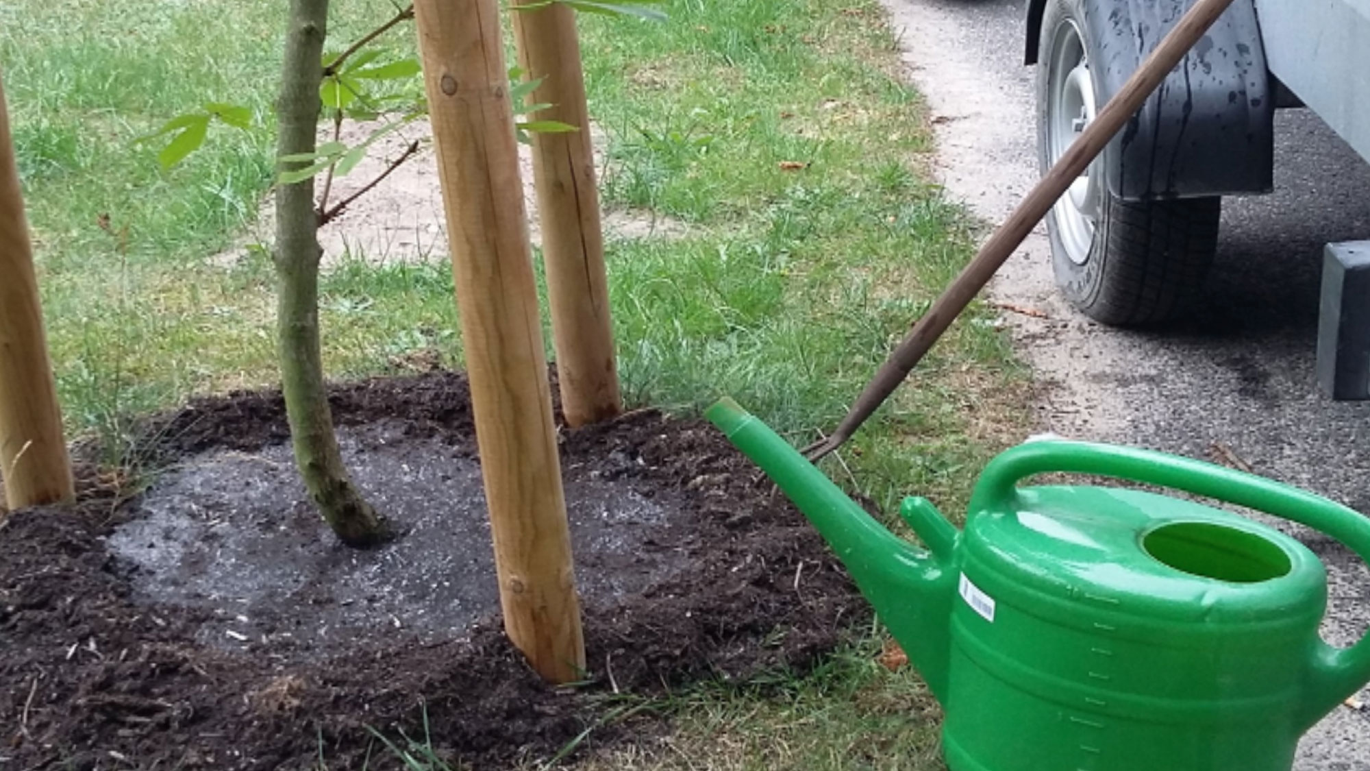 Bewässerung der Jungbäume